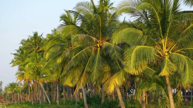 Sahilde canlı hindistan cevizi palmiyesi