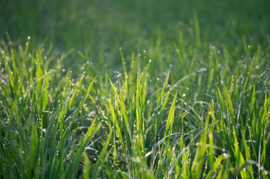 Yapraklarında çiğ taneleri olan pirinç bitkileri sabah ışığında parlıyor.