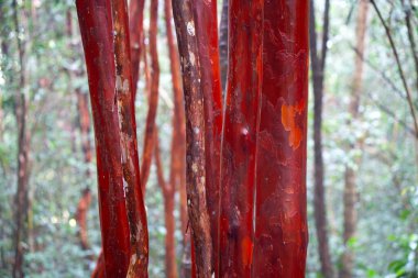 Pelawan (Tristaniopsis merguensis Griff), Endonezya 'nın Bangka Adası' ndaki Namang köyündeki Pelawan Ormanı Biyolojik Çeşitlilik Parkı 'nda ağaç gövdesi ve kabuğu.