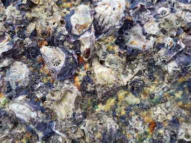 Midyeler, deniz omurgasızları sığ sularda yaşar. Kendilerini granit kayalara bağlarlar.