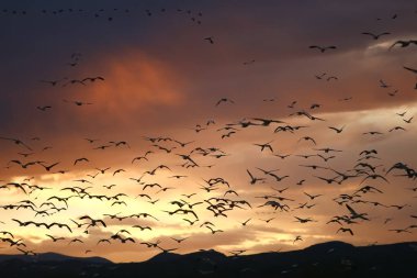 A flock of birds flying against red sunset sky in the migration path clipart