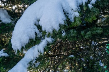 Kar bir köknar ağacını nazikçe örtüyor, sakin bir kış manzarası yaratıyor.