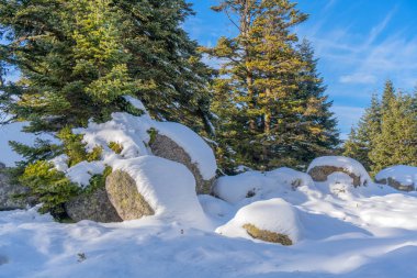 Kar zemini kaplar, granit kayalar ve köknar ağaçları kar mevsimi boyunca aydınlık bir günde