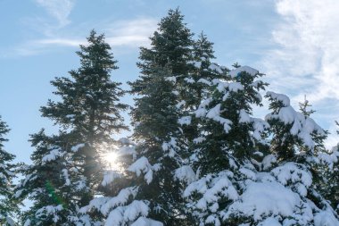 Güneş ışınları bir köknar ağacının dallarına nüfuz eder, karla kaplı yapraklara altın bir parıltı saçarak, büyülü bir kış sahnesi yaratır.