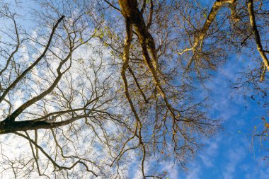 Kış mevsiminde yaprak döken ağaçların kıvrımlı, çıplak dalları parlak mavi gökyüzüne karşı soyut bir desen oluşturur.