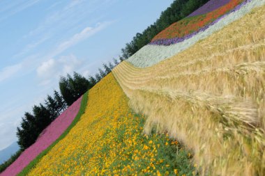 Titizlikle düzenlenmiş çiçek tarlaları Hokkaido 'nun doğal güzelliğini gözler önüne seriyor. Hokkaido 'daki bitmeyen sıra sıra çiçek bahçeleri büyüleyici bir renk halısı yaratıyor, manzara boyunca şaşırtıcı, katmanlı desenler oluşturuyor..