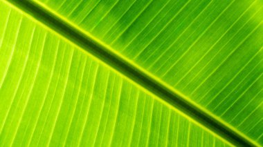 Arka plan için yüksek çözünürlüklü muz yaprağı. Canlı, yeşil bir muz yaprağının ayrıntılı görüntüsü öne çıkan göbeğini ve çapraz dizilmiş karmaşık damarlarını gösteriyor.