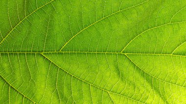 Arka plan için yüksek çözünürlüklü yeşil yaprak. Bir yaprağın canlı yeşil dokusunu gösteren çok detaylı bir yakın çekim fotoğrafı, karmaşık damar şekillerini, hassas yüzeyini ve doğal simetrisini vurguluyor.. 