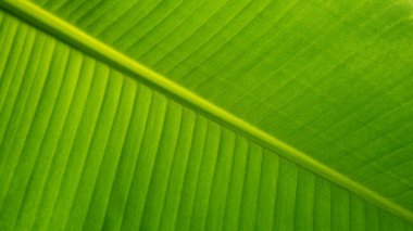 Arka plan için yüksek çözünürlüklü muz yaprağı. Canlı, yeşil bir muz yaprağının ayrıntılı görüntüsü öne çıkan göbeğini ve çapraz dizilmiş karmaşık damarlarını gösteriyor.