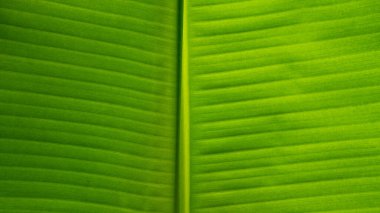 Arka plan için yüksek çözünürlüklü muz yaprağı. Canlı, yeşil bir muz yaprağının ayrıntılı görüntüsü öne çıkan göbeğini ve yatay olarak sıralanmış karmaşık damarlarını gösteriyor.