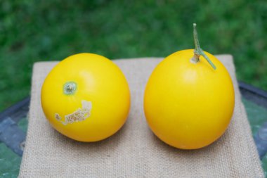 Çuval bezinde dinlenen iki olgun altın kavun: Tatlılığın Doğal Dokunuşu