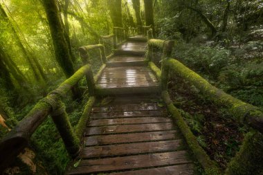 güzel yağmur ormanı, doi Inthanon Milli Parkı, Tayland'ın ang ka doğa iz