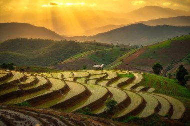 Chiang Mai, Tayland 'da gün batımında pirinç terası.