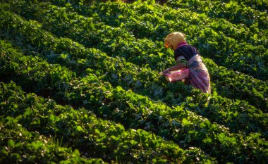 Geleneksel kabile elbisesiyle Hillkabile çalışanı sabahları çilek çiftliğindeki yamaçtan taze çilek topluyor.