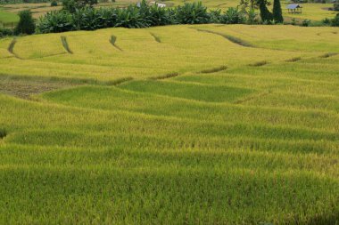 Chiangmai, Tayland için günbatımı sırasında bir fotoğrafçı almak güzel pirinç teerace adımında bir resim yazısı