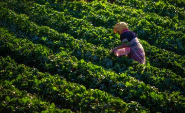Geleneksel kabile elbisesiyle Hillkabile çalışanı sabahları çilek çiftliğindeki yamaçtan taze çilek topluyor.