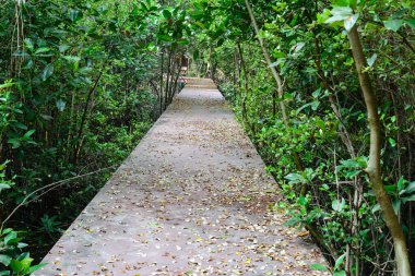 mangrov orman geçit