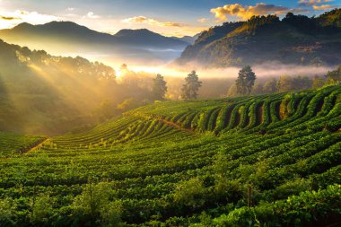 çilek puslu sabah sunrise Bahçe DOI angkhang dağa, chiangmai: Tayland