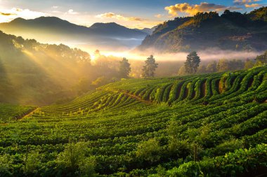 çilek puslu sabah sunrise Bahçe DOI angkhang dağa, chiangmai: Tayland