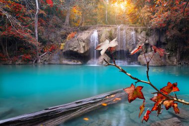 Ormanda güzel bir şelale