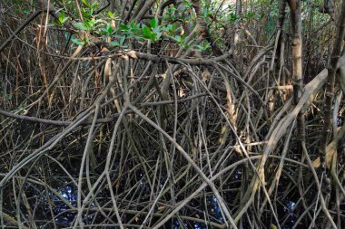 mangrov orman ve kendine özgü kök sistemi