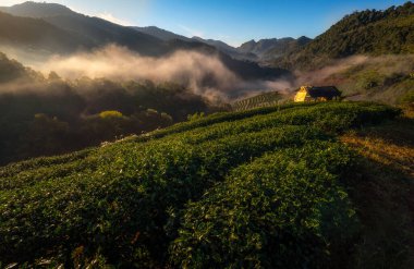 This place is located in front of the Tea plantation 2000 's entrance at Doi Ang Khang in Chiang Mai, THAILAND.Mountain on misty morning. clipart