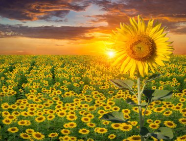 Gün batımının üzerinde ayçiçeği tarlası ve parlak güneş ışığı olan güzel bir manzara.