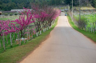Güzel yollu pembe sakura Doi Ang Khang, Chiang Mai, Tayland