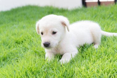 Labrador köpeği bahçede.