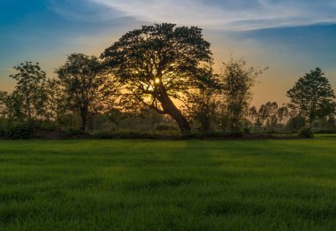 Pirinç tarlaları ve günbatımı