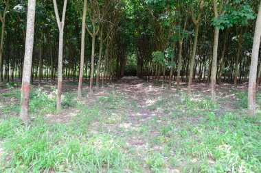 Kauçuk ağaçları, Tayland