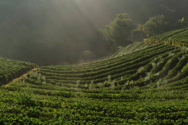 çilek puslu sabah sunrise Bahçe DOI angkhang dağa, chiangmai: Tayland