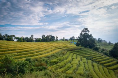 Tayland, Chiangmai 'de gün batımında terasta pirinç tarlası.