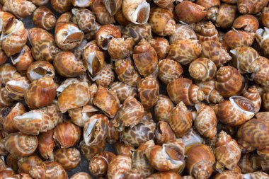 Taze Bebeklon.Babil 'de görüldü.Markette taze Babil' de görüldü.Babylon 'da görülmüş..