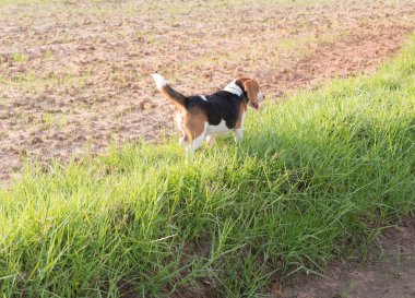 Çayırdaki köpek, köpek.