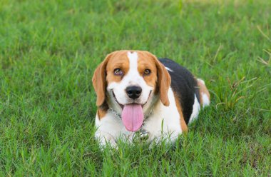 çimenlerde gülümseyen beagle