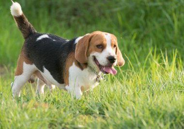 Yeşil çimenlikteki köpek yavrusu.