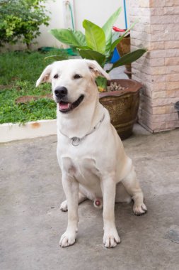 Labrador av köpeği oturuyor