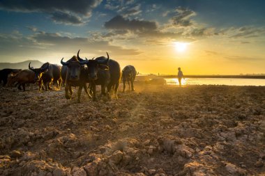 günbatımı Buffalo'da siluet