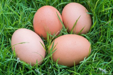 çimenlerin üzerinde taze yumurta