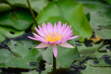 Doğada lotus lotus çiçekleri veya nilüfer çiçek, pembe