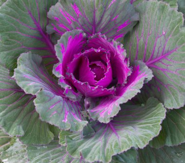 Mor süs lahana kadar kapatın