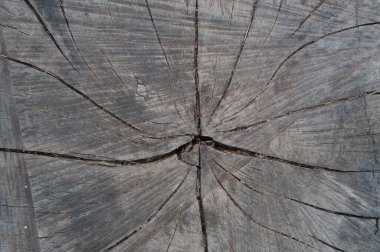 ağaç gövdesi dokusu arkaplanı