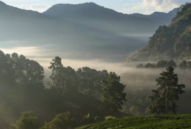 çilek puslu sabah sunrise Bahçe DOI angkhang dağa, chiangmai: Tayland