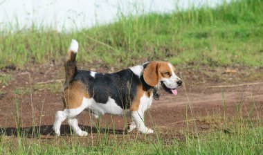çimenlerde gülümseyen beagle
