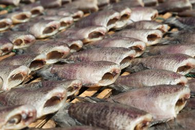 Yılan deri gurami balığı, Pla kurumuş Salit (Trichogaster pektoralis).
