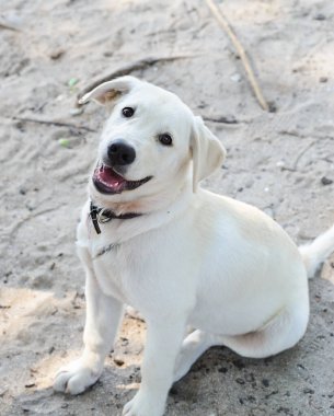 cute dog in the forest, close up.