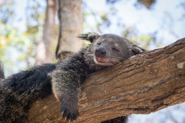 bir ağaç üzerinde uyuyan bir koala