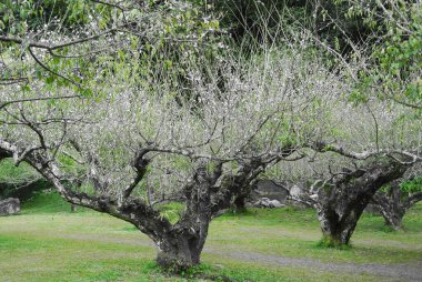 üst üste bahar çiçek açması şeftali ağaçları