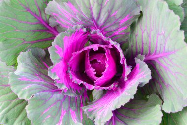 Mor süs lahana kadar kapatın